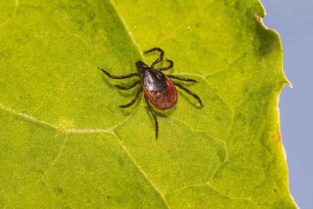 zecca aspetto