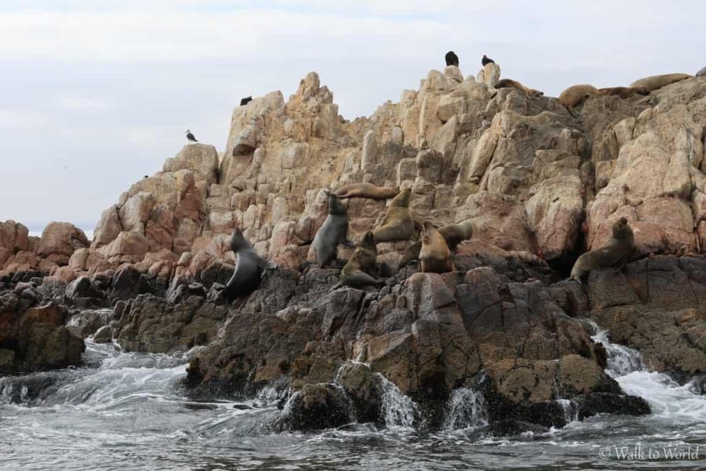 Perù Islas Ballestas