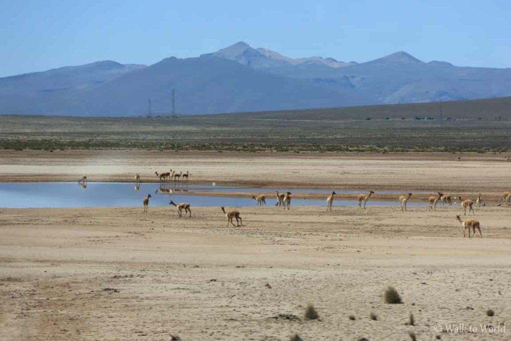 Perù Reserva Salinas y Aguada Blanca