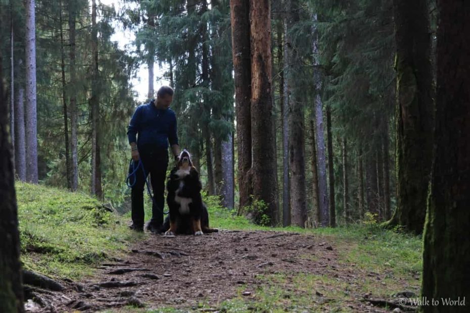 Anello del Cansiglio: percorso breve da Pian Osteria con il cane