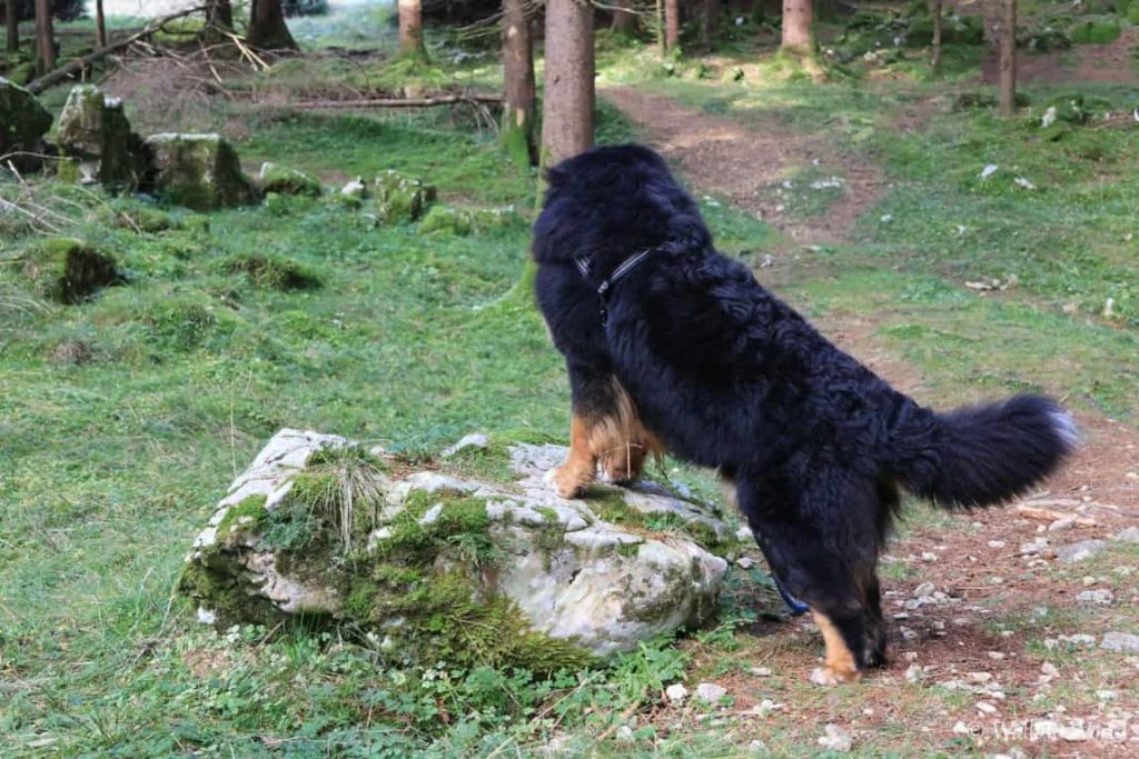 Cansiglio bovaro del bernese nella faggeta