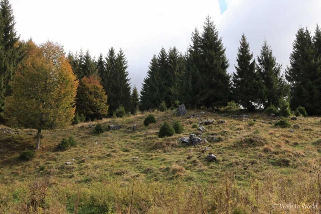 Bosco del Cansiglio