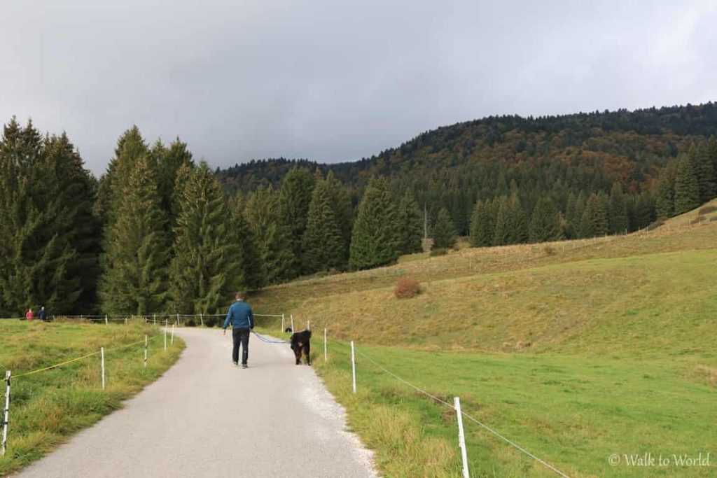 Anello del Cansiglio: percorso breve da Pian Osteria con il cane